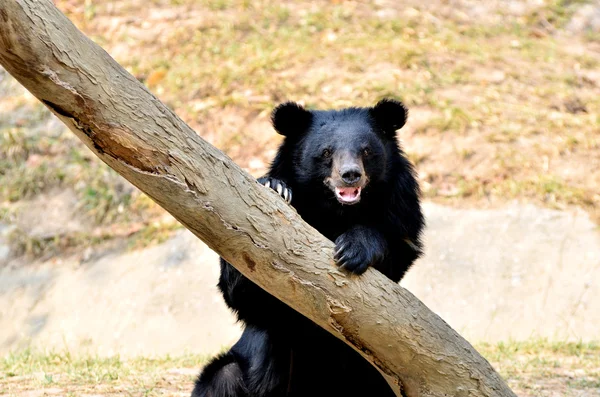 Urso preto asiático — Fotografia de Stock