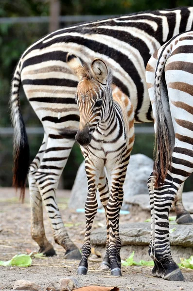 Young zebra — Stock Photo, Image