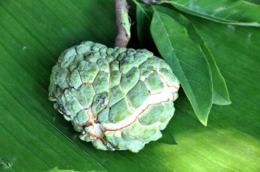 şeker elmaverduras en un mercado