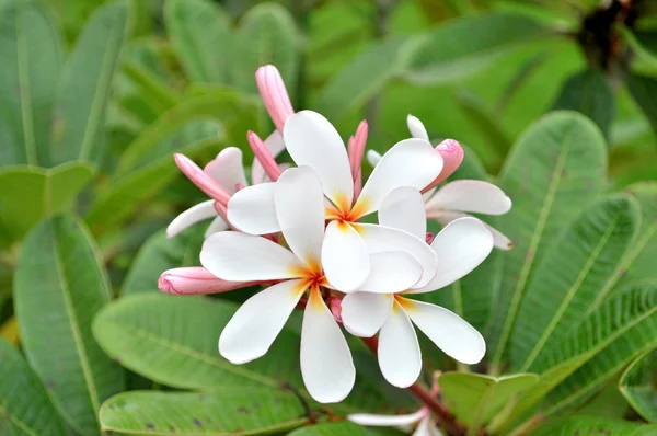 Frangipani — Stockfoto