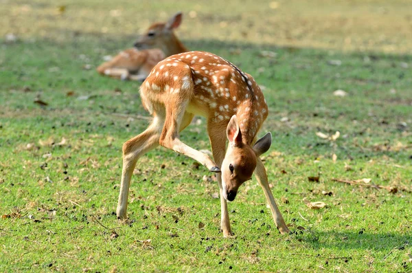 Youg sika deer — Stock Photo, Image
