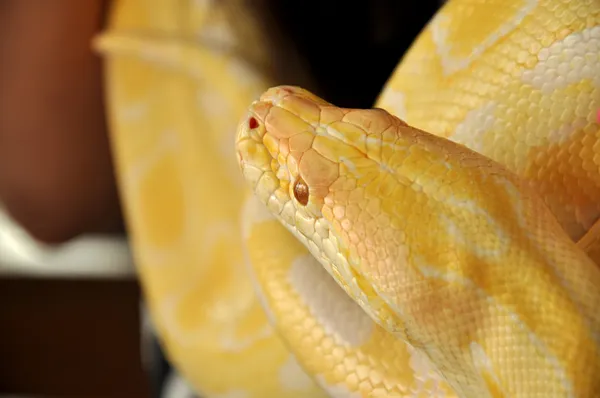 Albino burmesiska python — Stockfoto