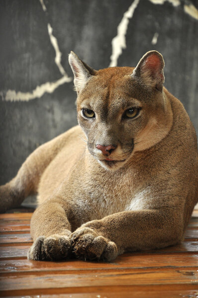 Cougar
