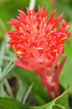 Billbergia pyramidalis