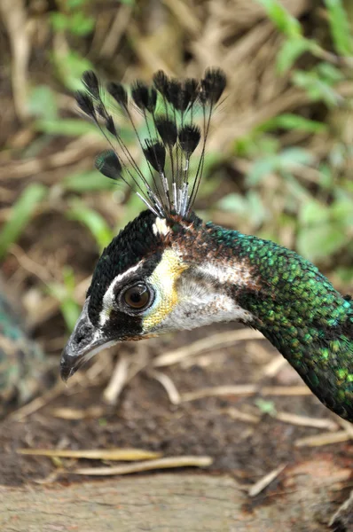 Peafowl indiano — Fotografia de Stock