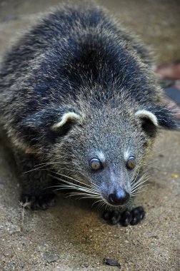 Binturong