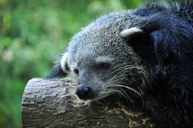 Binturong