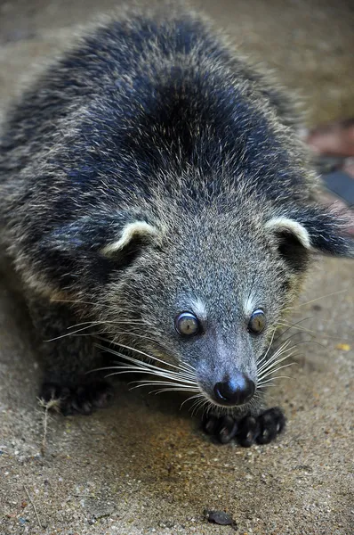 Binturong — Stockfoto