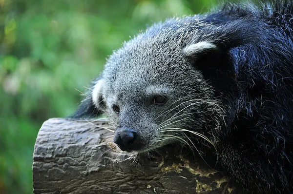 Binturong — Stockfoto