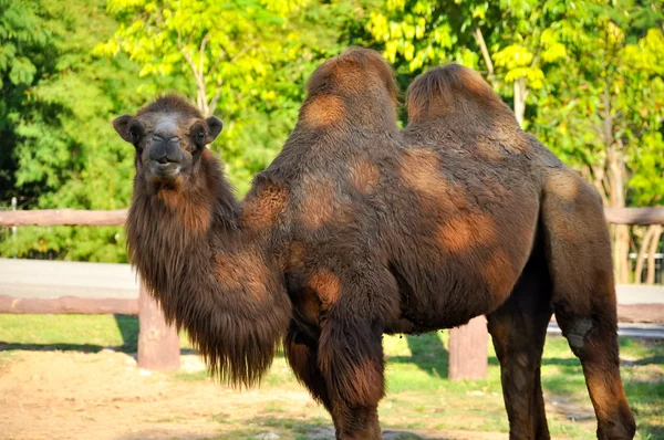 Bactrisch kamelen — Stockfoto
