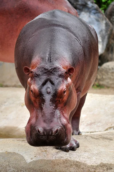 Hippopotamus — Stock Photo, Image