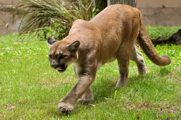 Cougar — Fotografie, imagine de stoc