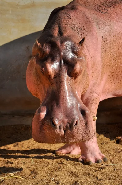 Hippopotamus — Stock Photo, Image