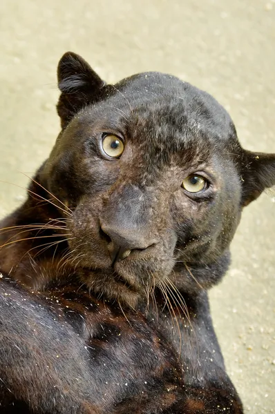 Panter — Stockfoto