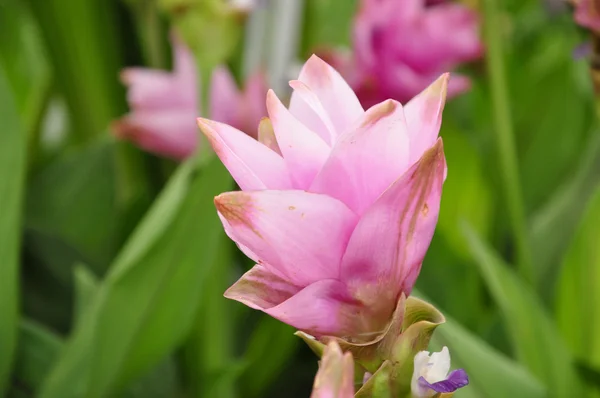 Сиамский тюльпан — стоковое фото