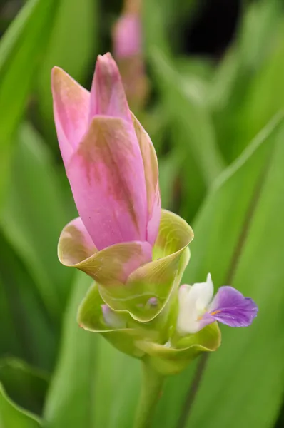Сиамский тюльпан — стоковое фото