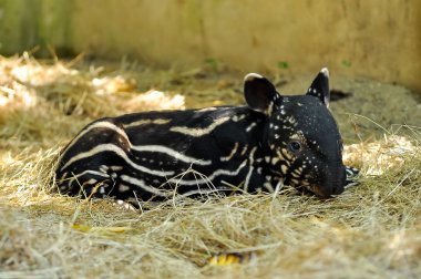 bebek tapiri