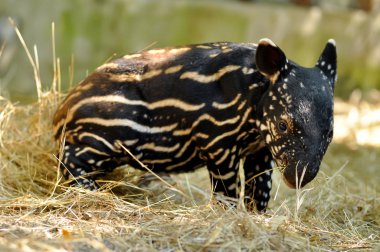 baby tapir clipart