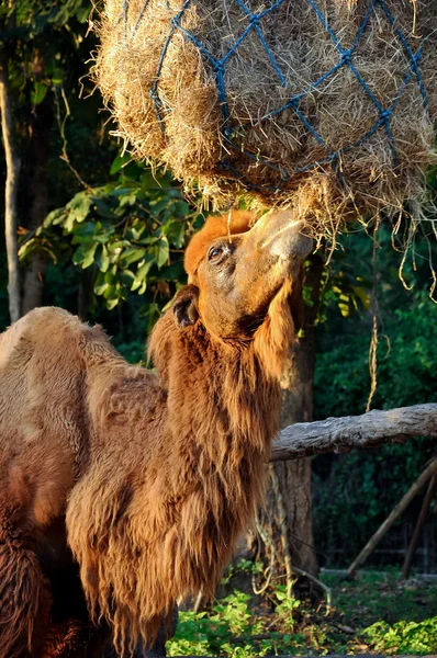 Bactrian camel — Stock Photo, Image