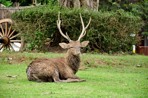 Sika-Hirsch — Stockfoto