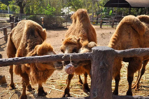 Bactrian camel eating — Stock Photo, Image