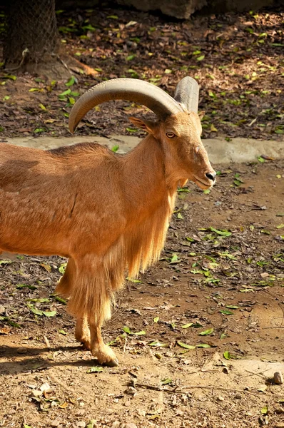 Ovejas berberiscas — Foto de Stock