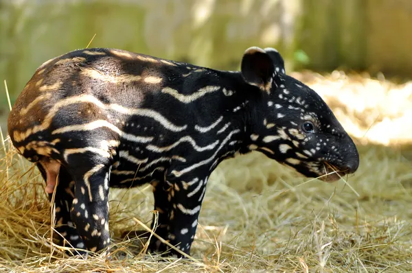 Baby tapir — Stock Image Baby tapir Stock Image