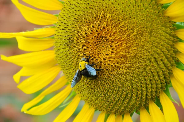 Bumblebee and sunflower — Stock Photo, Image