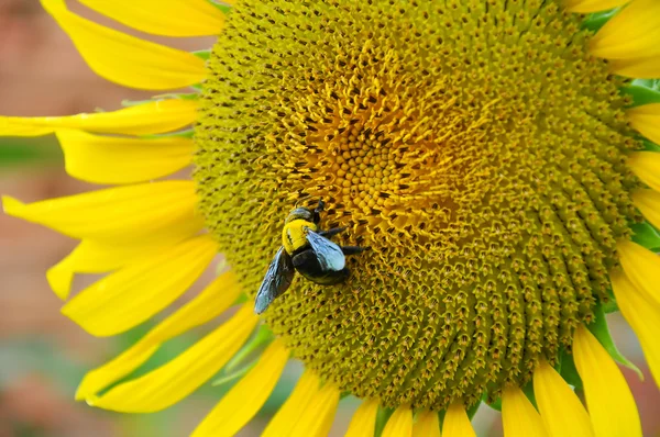 Bumblebee ve ayçiçeği