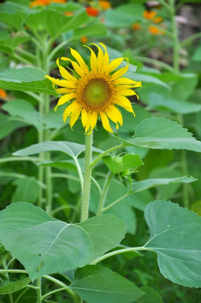 Sunflower — Stock Photo, Image