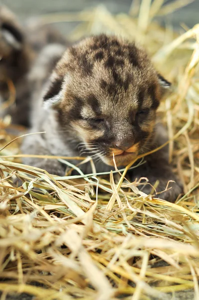 Pequeño del puma — Foto de Stock