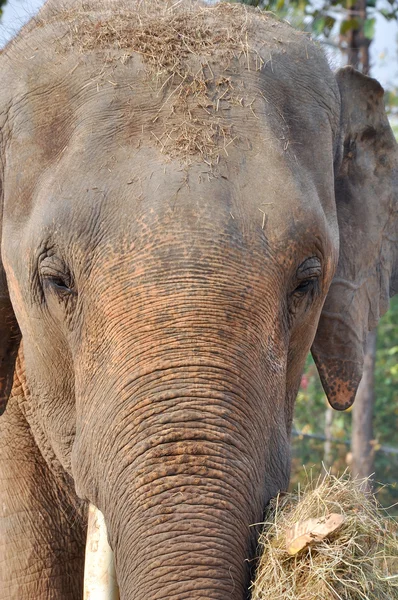 Azië olifant — Stockfoto