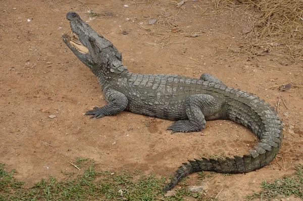 Siamese crocodile — Stock Photo, Image