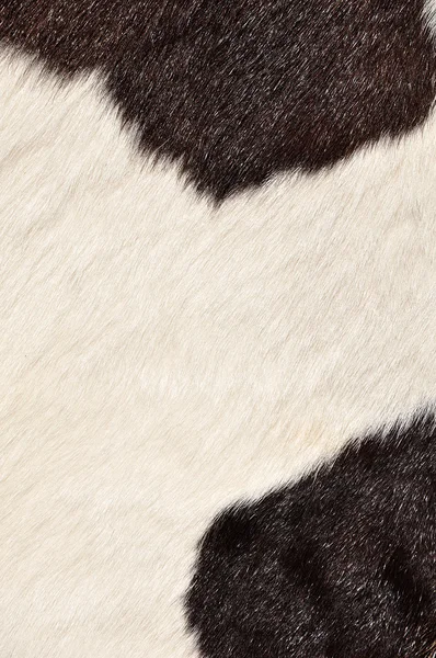 Brown and white hairy texture of cow — Stock Photo, Image