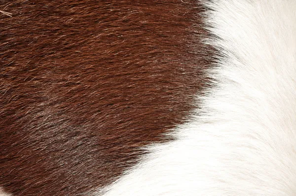 Texture pelosa marrone e bianca della mucca — Foto Stock