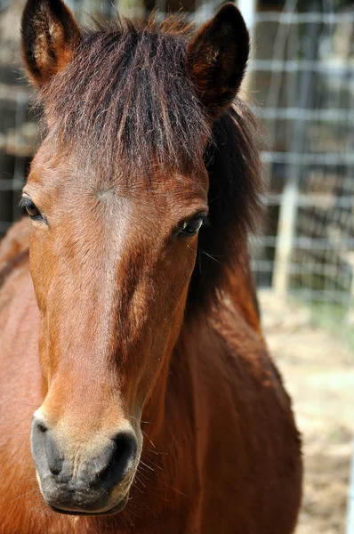 The horse's — Stock Photo, Image