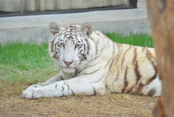 White Bengal tiger — Stock Photo, Image