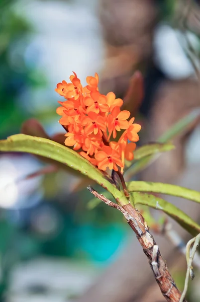 Ascocentrum miniatum — Stock fotografie