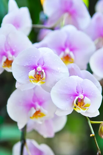 Phalaenopsis — Foto Stock