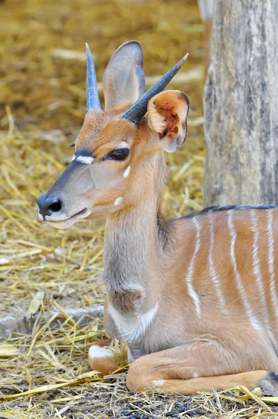 Nyala — Stock Fotó