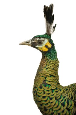 Yeşil tavus