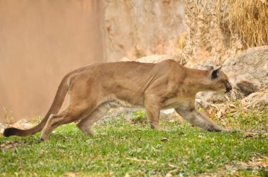 puma