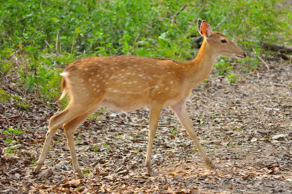 Sika deer — Stock Photo, Image