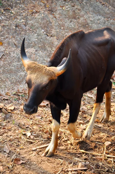 Gaur — Stock Fotó