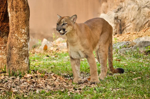 Cougar — Stock Photo, Image