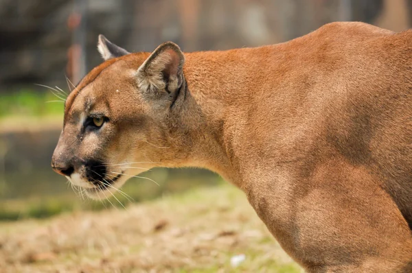 Cougar. — Fotografia de Stock