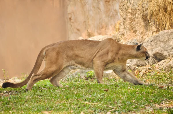 Cougar. — Fotografia de Stock