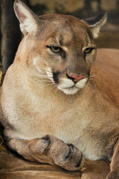 cougar