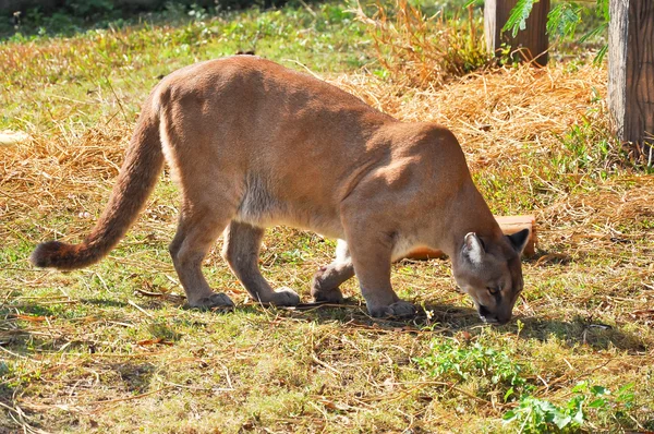 Cougar — Stock Photo, Image