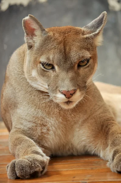 Cougar — Stock Photo, Image